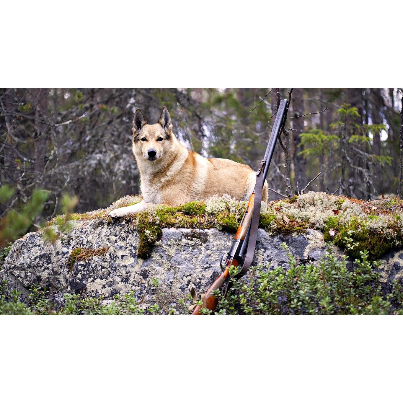 Tablou canvas 90x50 cm, Catei model 66