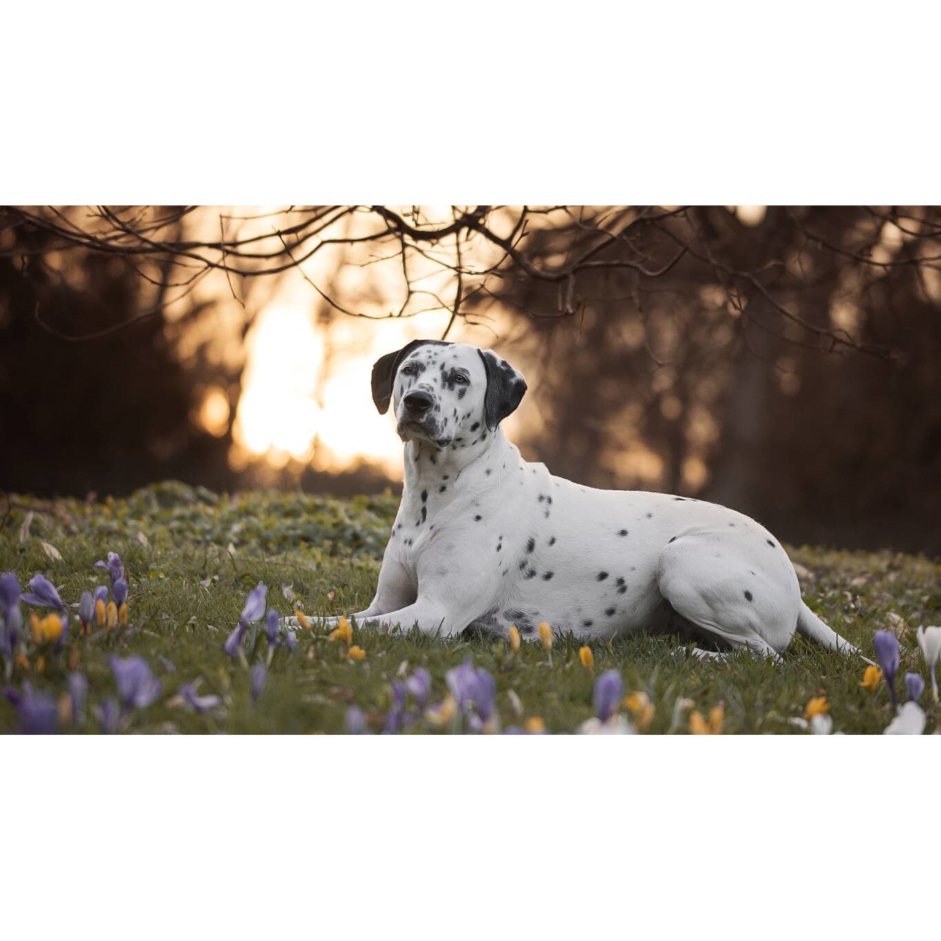 Tablou canvas 75x50 cm, Catei model 45