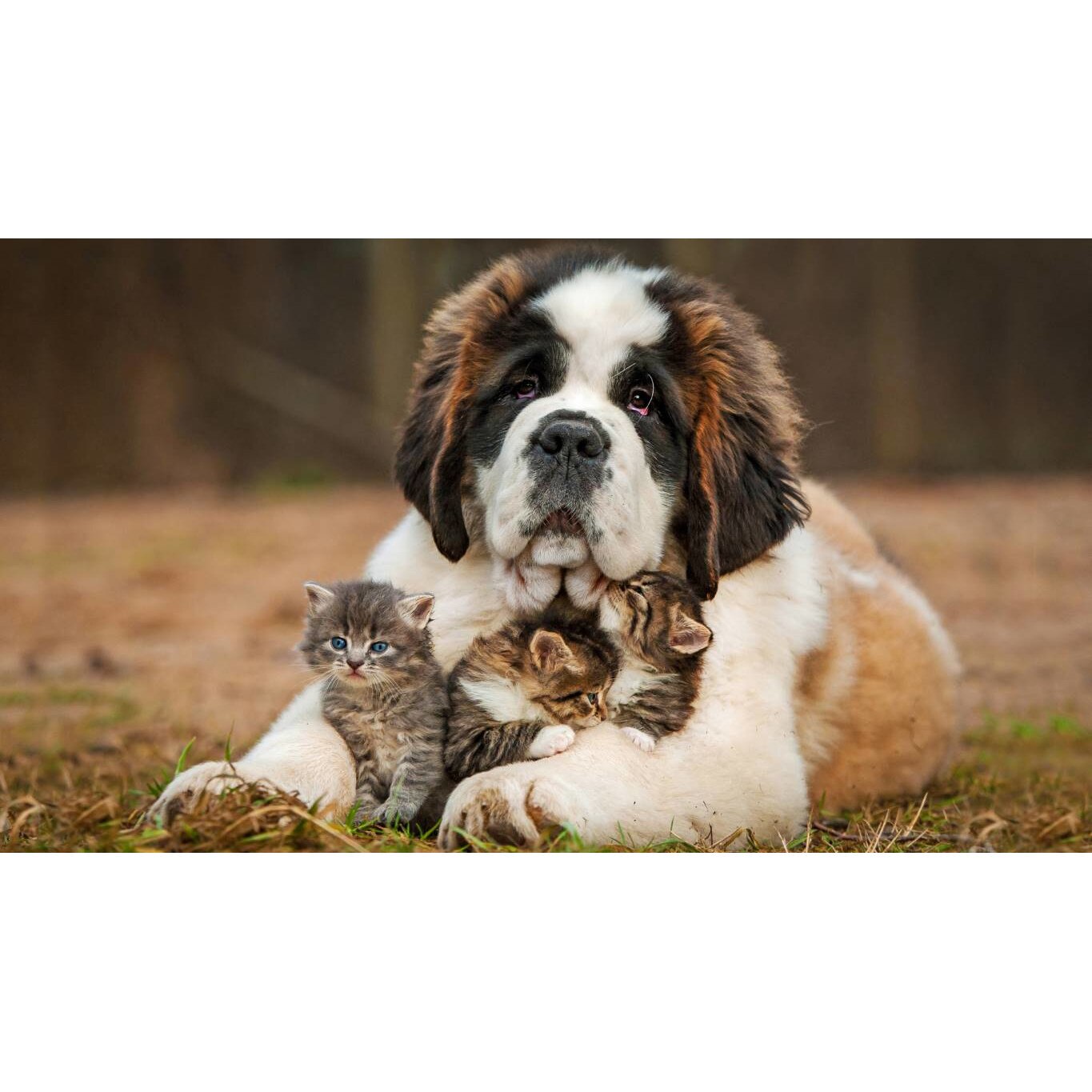 Tablou canvas 50x35 cm, Catei model 13