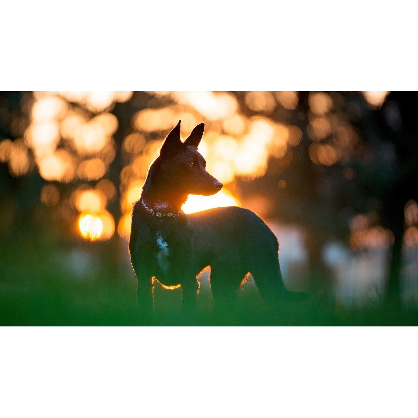 Tablou canvas 75x50 cm, Catei model 54