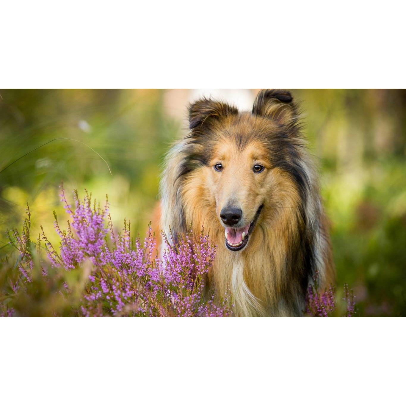 Tablou canvas 90x50 cm, Catei model 57