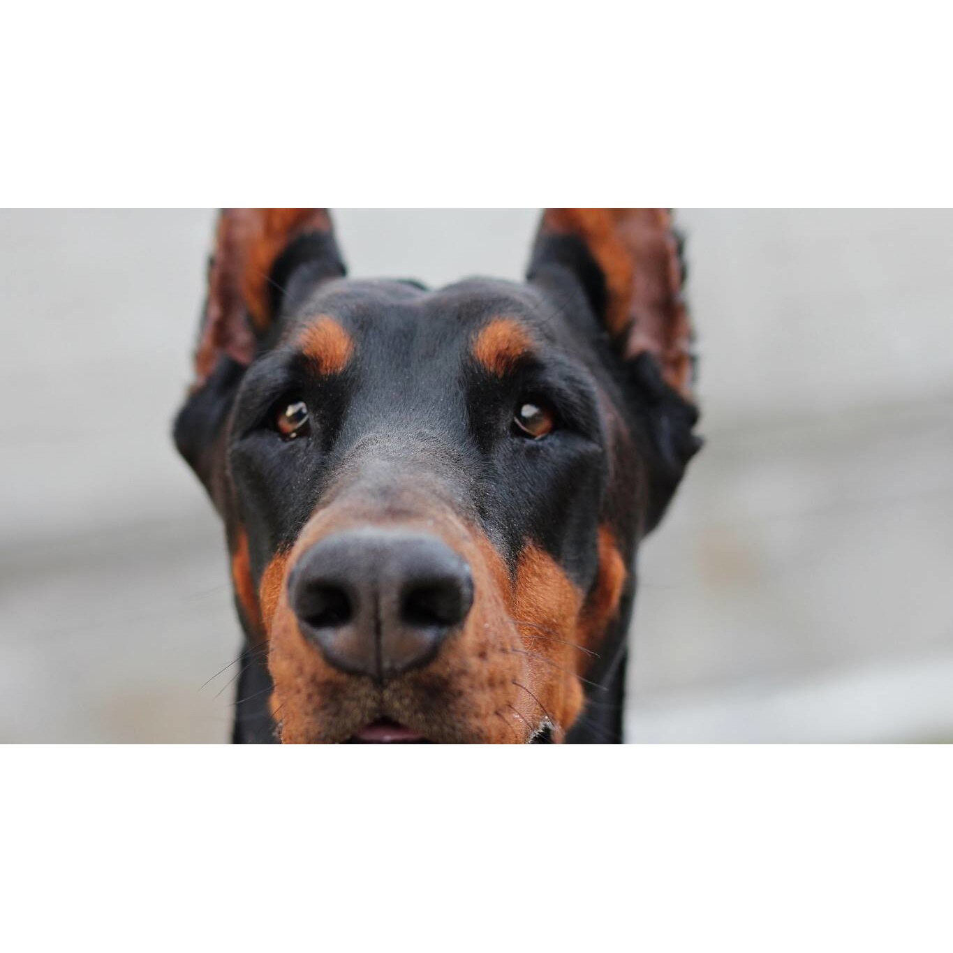 Tablou canvas 75x50 cm, Catei model 61