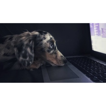 Tablou canvas 50x35 cm, Catei model 51 Tablou canvas 50x35 cm, Catei model 51