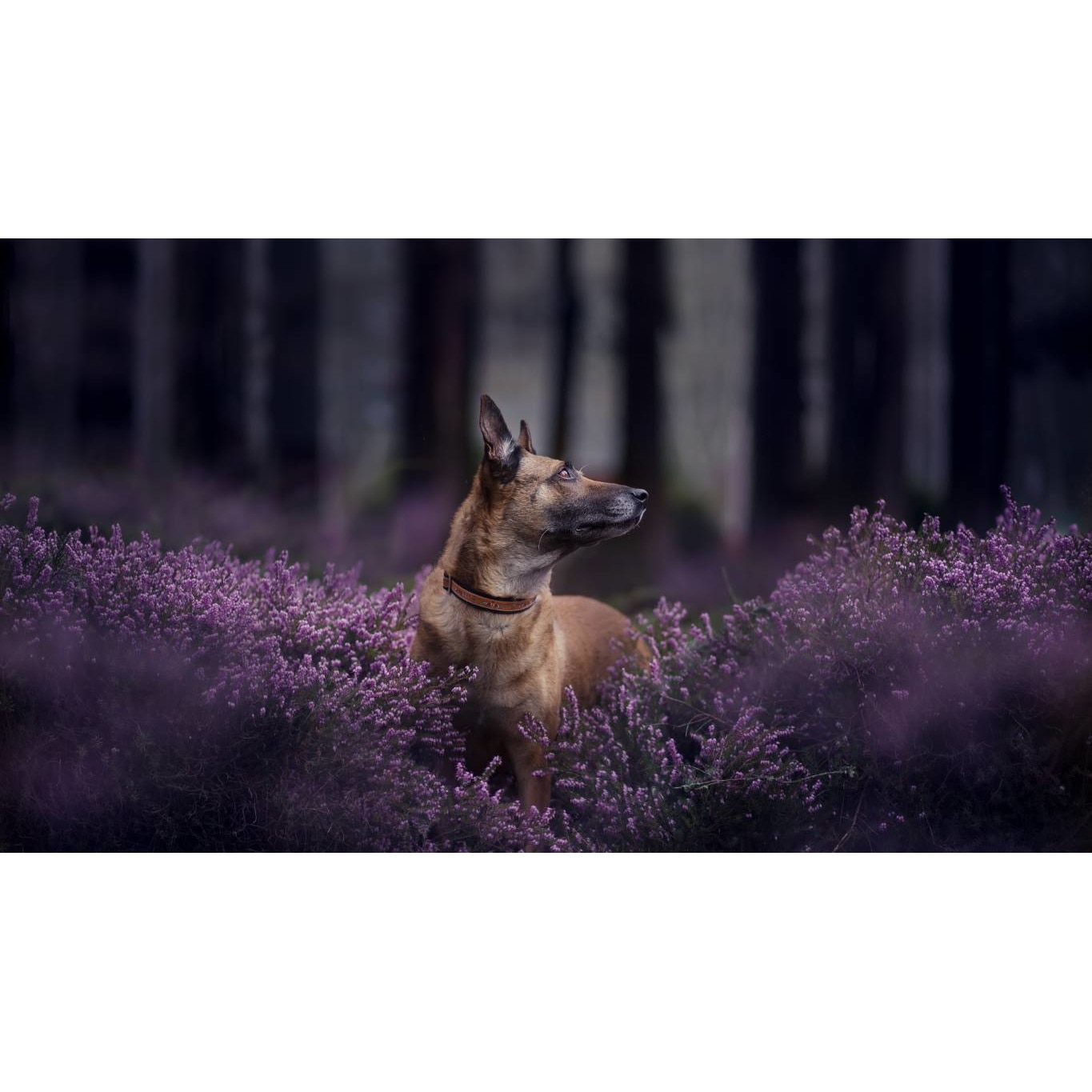 Tablou canvas 90x50 cm, Catei model 55