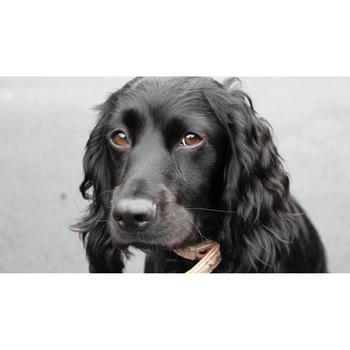 Tablou canvas 90x50 cm, Catei model 63 Tablou canvas 90x50 cm, Catei model 63