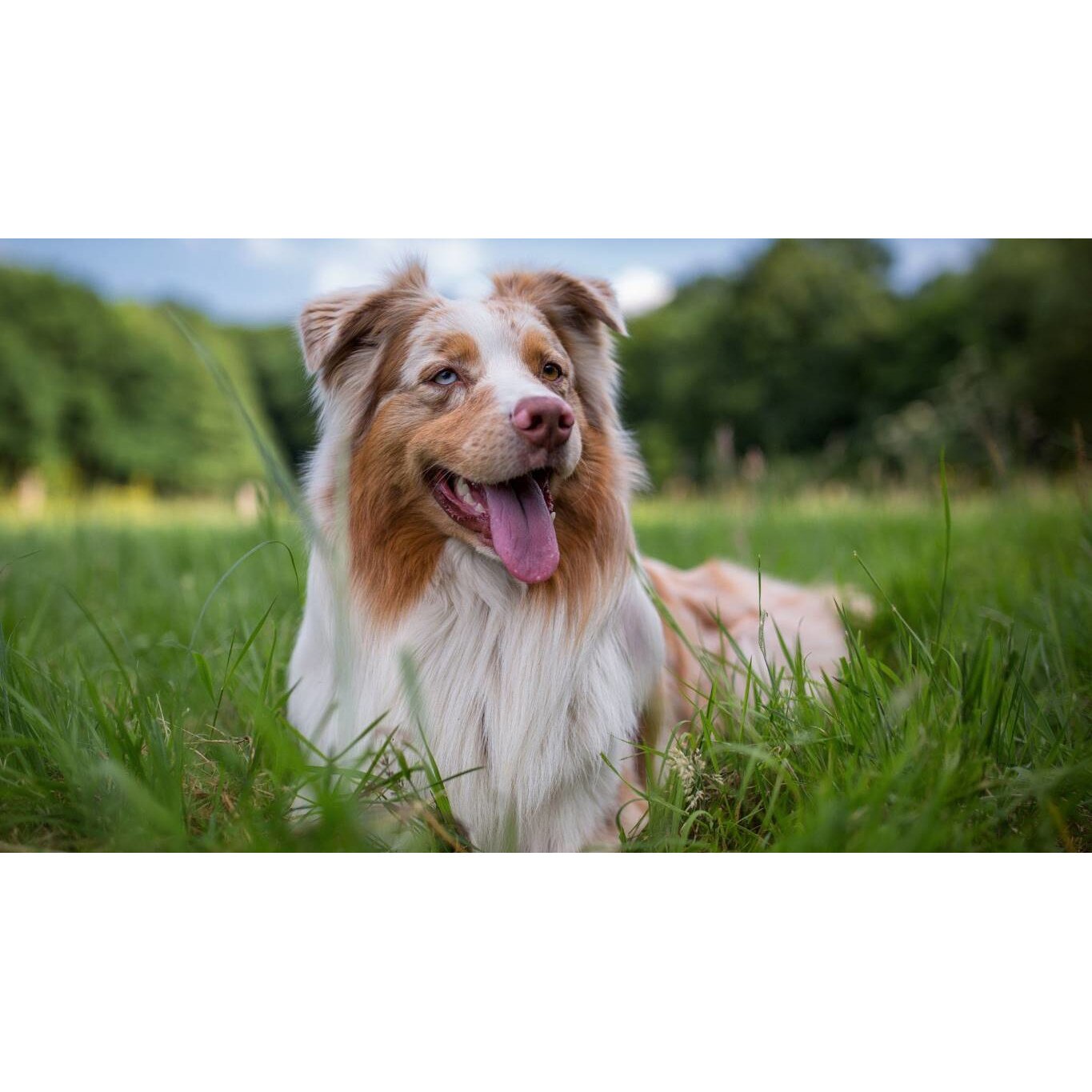 Tablou canvas 90x50 cm, Catei model 4