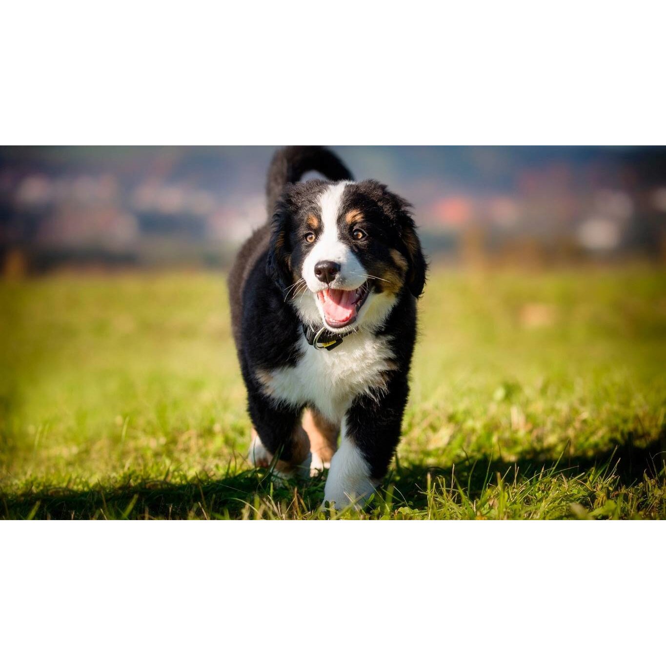 Tablou canvas 50x35 cm, Catei model 47