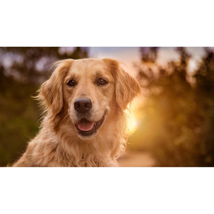 Tablou canvas 40x30 cm, Catei model 1