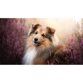 Tablou canvas 50x35 cm, Catei model 48 Tablou canvas 50x35 cm, Catei model 48