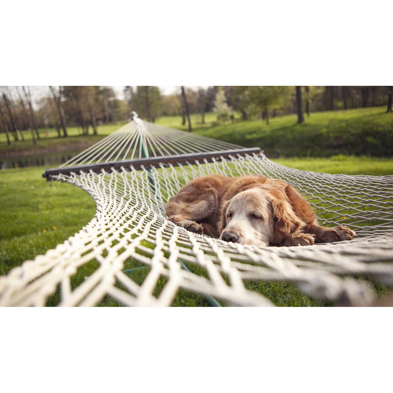 Tablou canvas 90x50 cm, Catei model 74