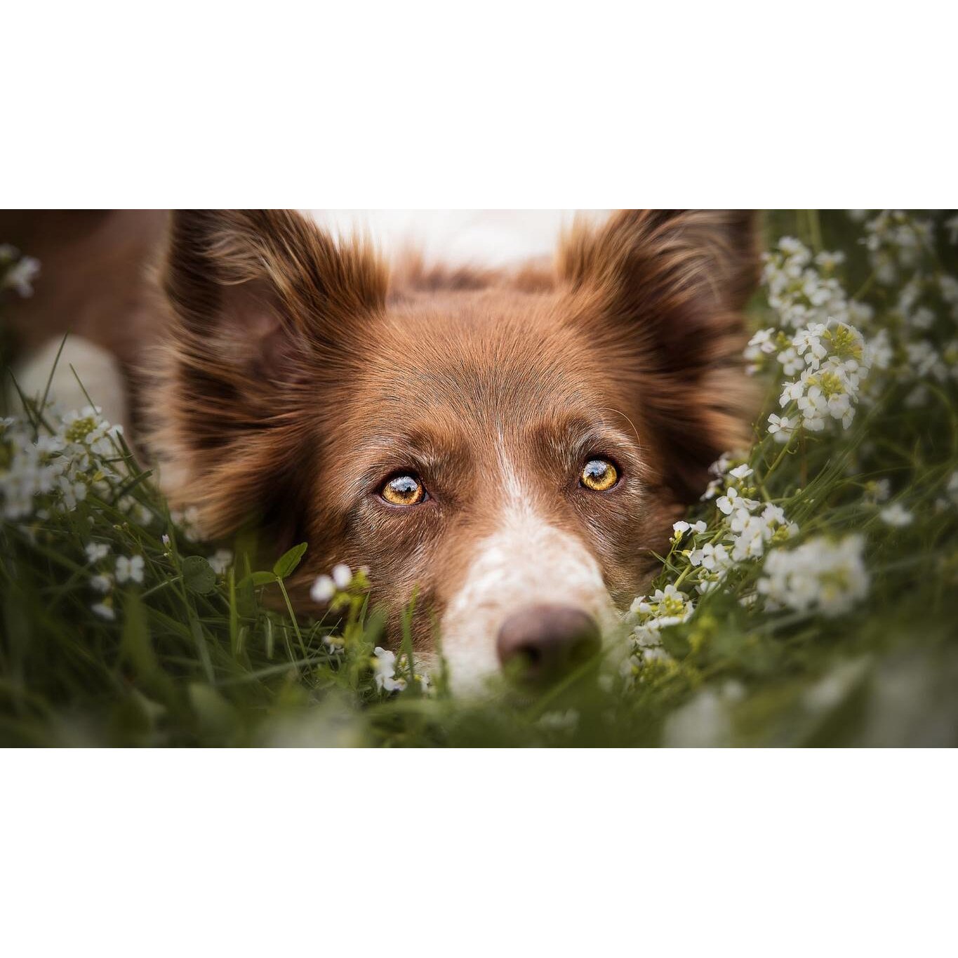 Tablou canvas 90x50 cm, Catei model 84