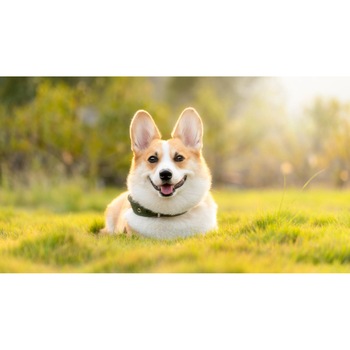 Tablou canvas 75x50 cm, Catei model 37 Tablou canvas 75x50 cm, Catei model 37