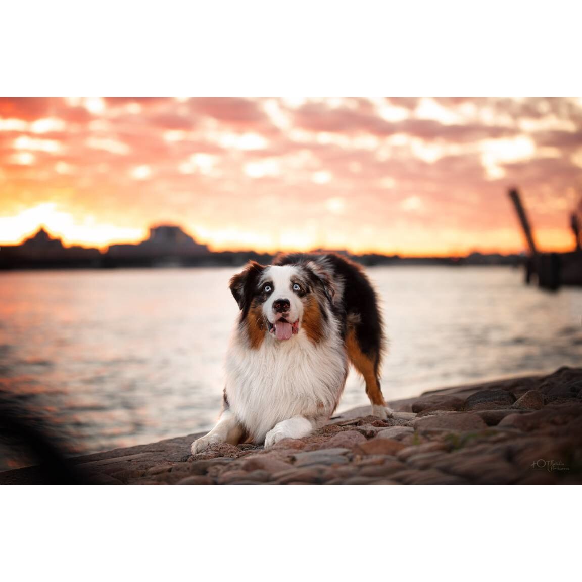 Tablou canvas 90x50 cm, Catei model 44