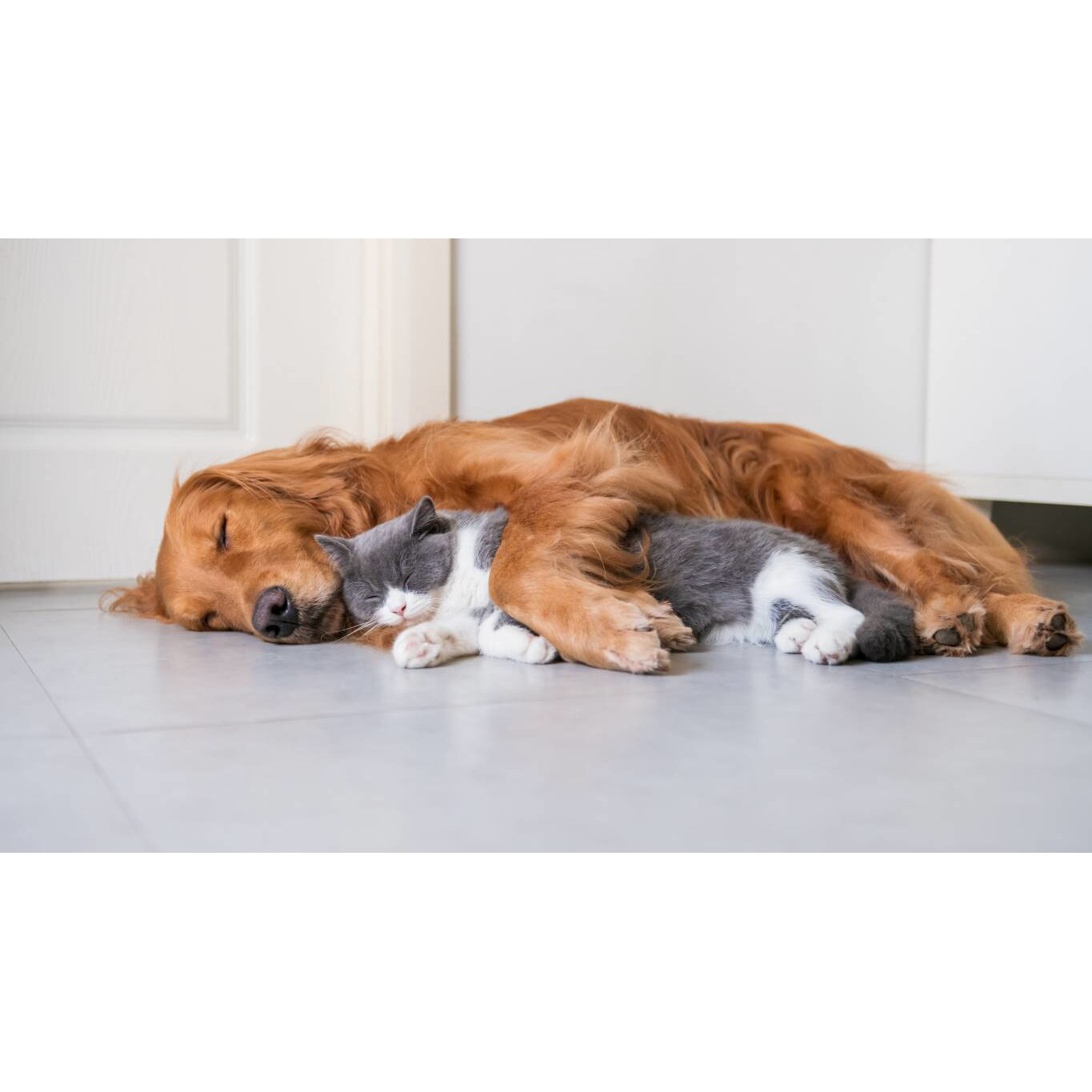 Tablou canvas 75x50 cm, Catei model 24