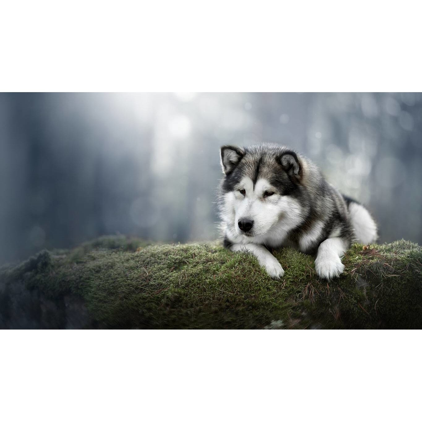 Tablou canvas 50x35 cm, Animale model 520