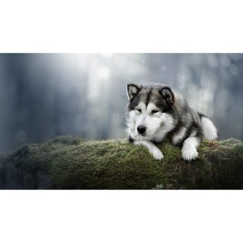 Tablou canvas 50x35 cm, Animale model 520 Tablou canvas 50x35 cm, Animale model 520