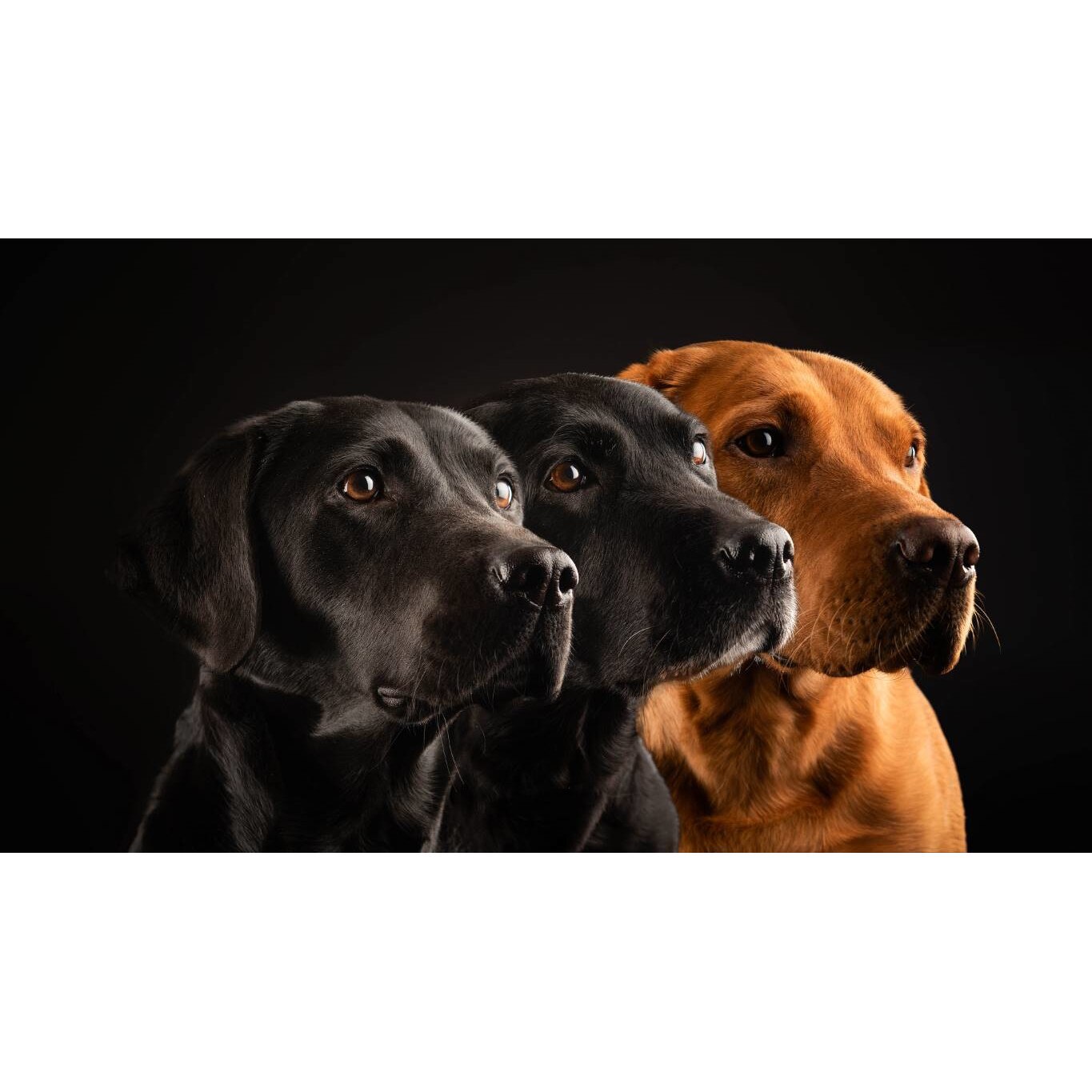 Tablou canvas 90x50 cm, Catei model 5