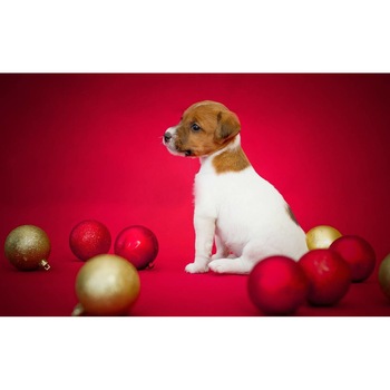 Tablou canvas 90x50 cm, Catei model 6 Tablou canvas 90x50 cm, Catei model 6