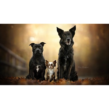 Tablou canvas 90x50 cm, Catei model 22 Tablou canvas 90x50 cm, Catei model 22