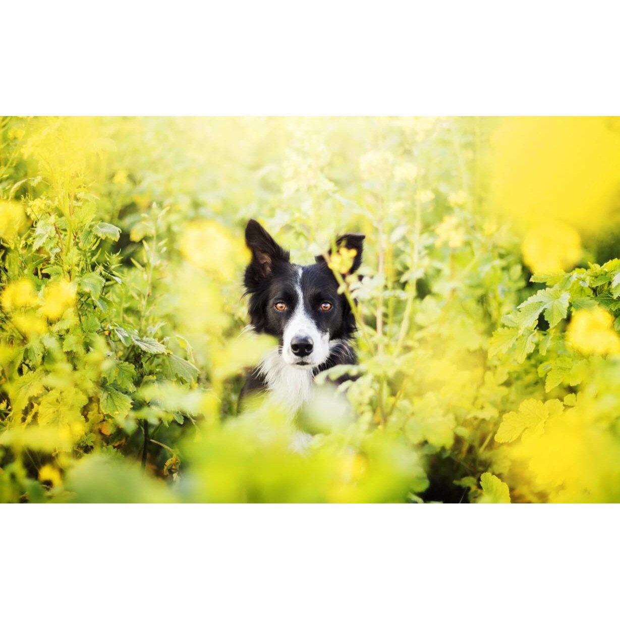 Tablou canvas 75x50 cm, Catei model 34