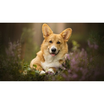 Tablou canvas 90x50 cm, Catei model 118 Tablou canvas 90x50 cm, Catei model 118