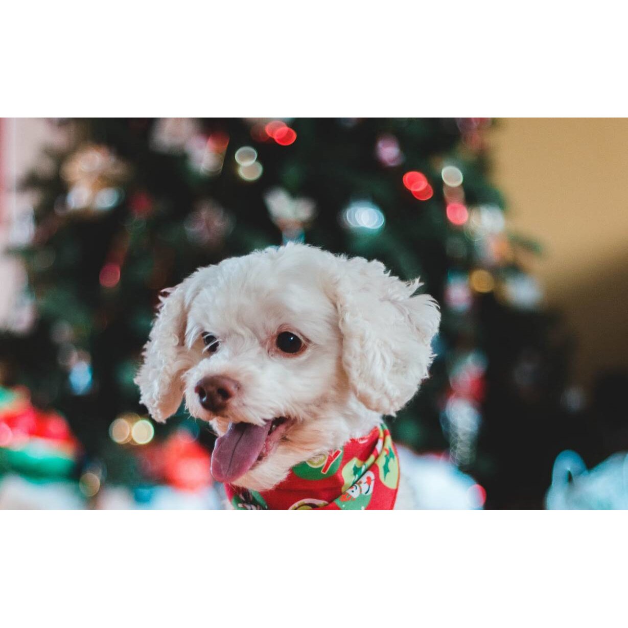 Tablou canvas 90x50 cm, Catei model 90