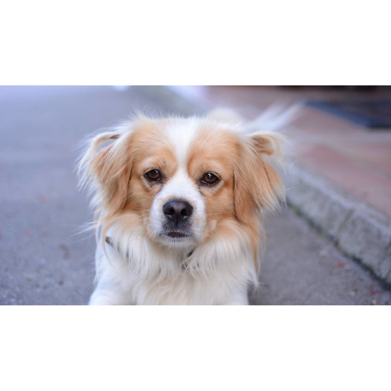 Tablou canvas 90x50 cm, Catei model 53