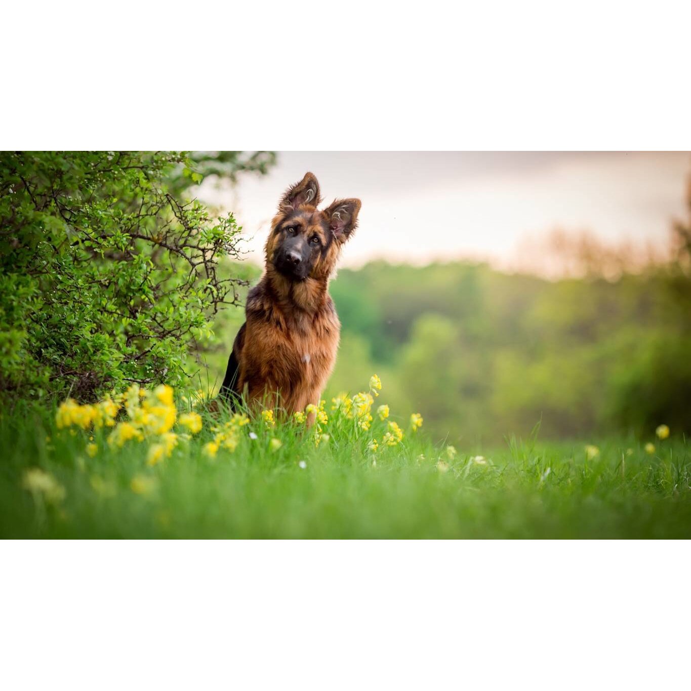 Tablou canvas 75x50 cm, Catei model 12