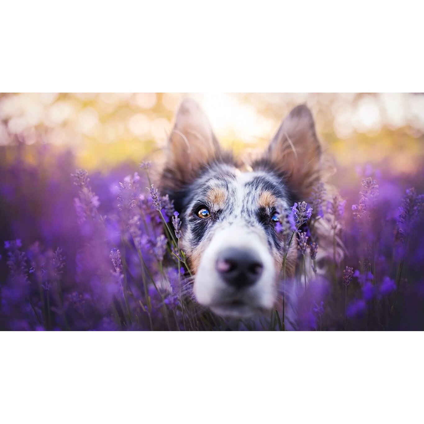 Tablou canvas 75x50 cm, Catei model 83