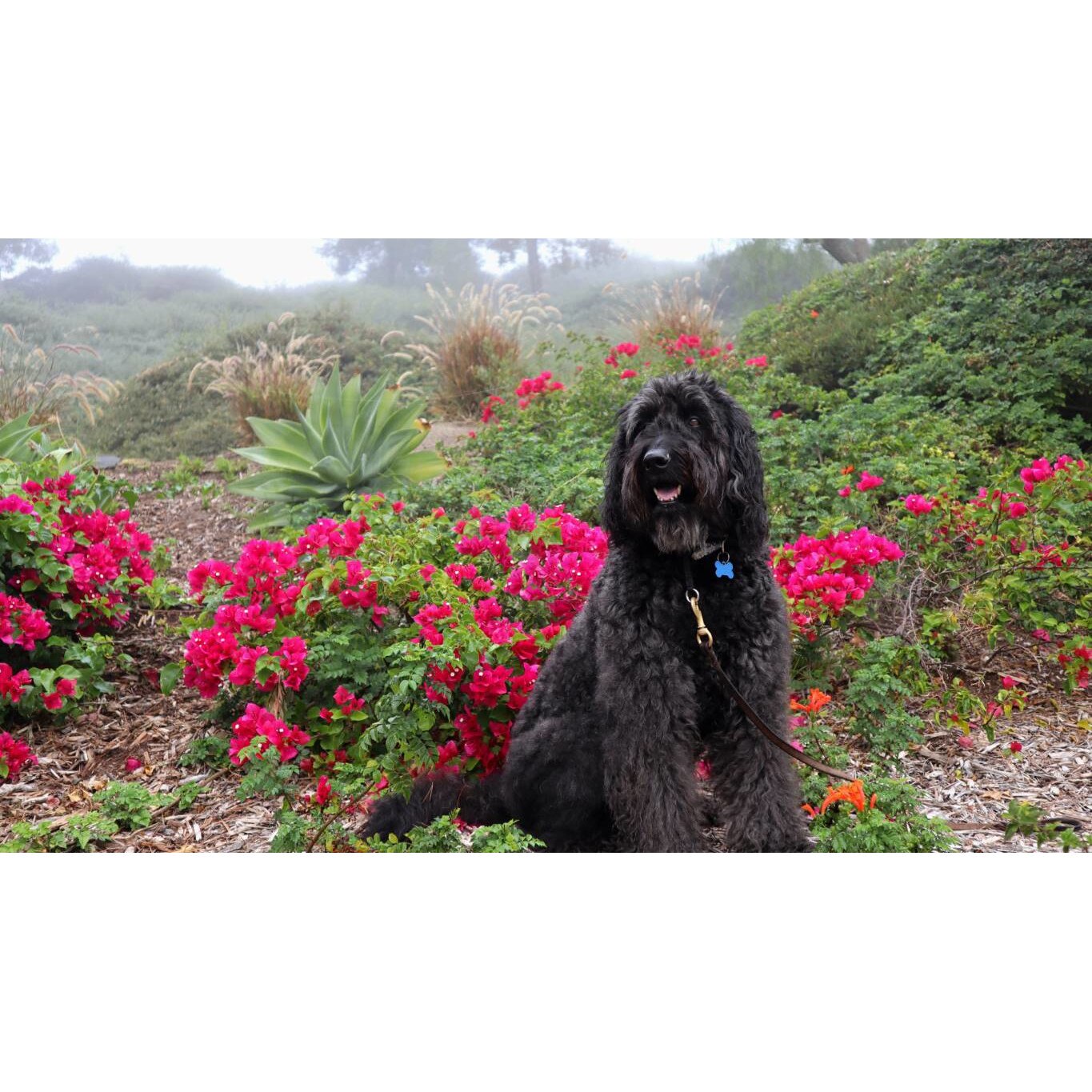 Tablou canvas 75x50 cm, Catei model 27