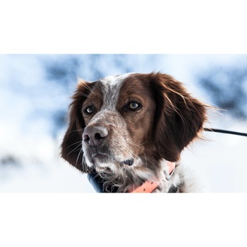 Tablou canvas 75x50 cm, Catei model 17 Tablou canvas 75x50 cm, Catei model 17