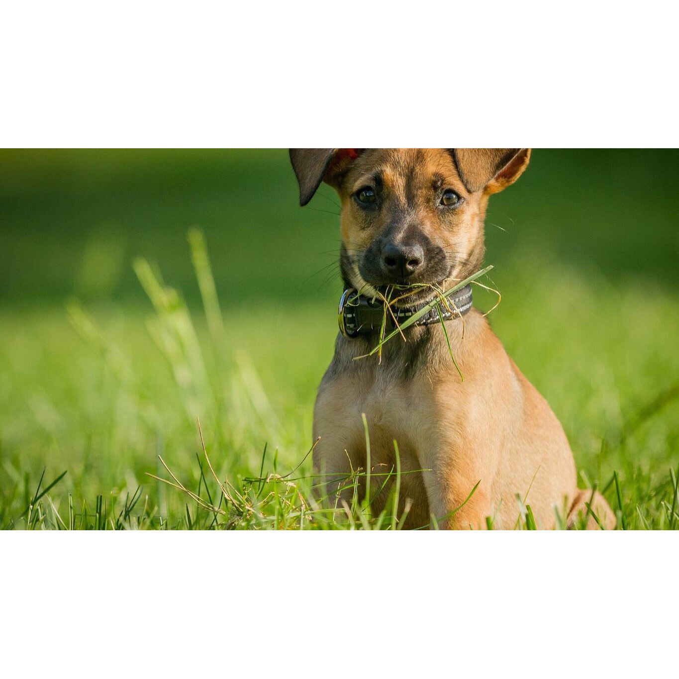 Tablou canvas 90x50 cm, Catei model 8