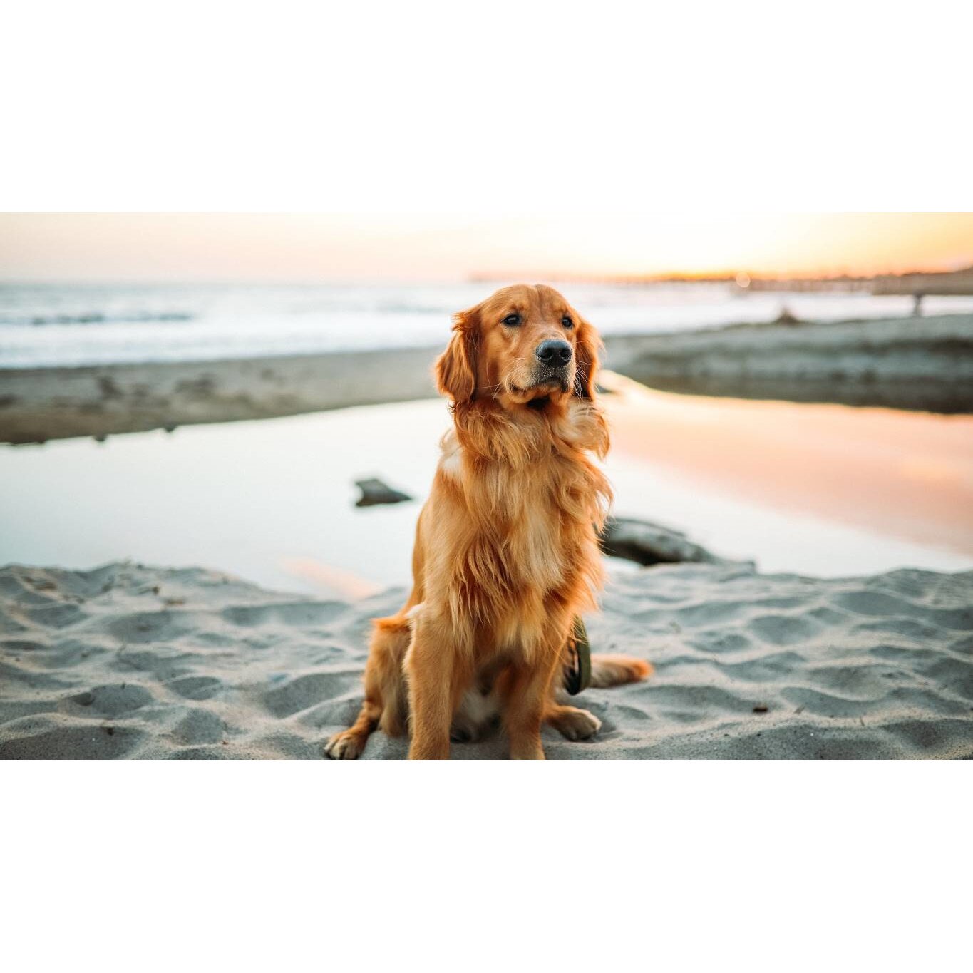 Tablou canvas 90x50 cm, Catei model 67