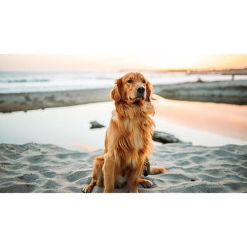 Tablou canvas 90x50 cm, Catei model 67 Tablou canvas 90x50 cm, Catei model 67