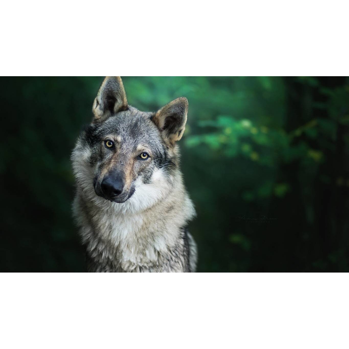 Tablou canvas 90x50 cm, Catei model 82