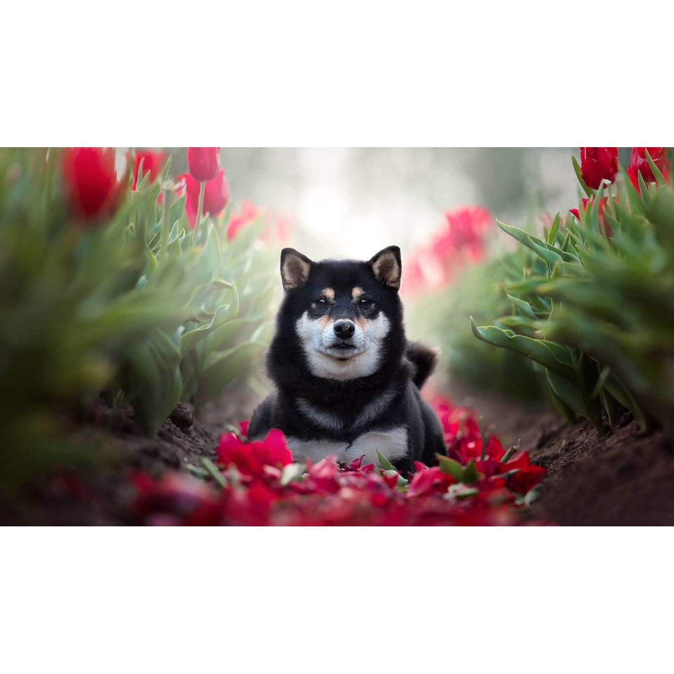 Tablou canvas 75x50 cm, Catei model 10