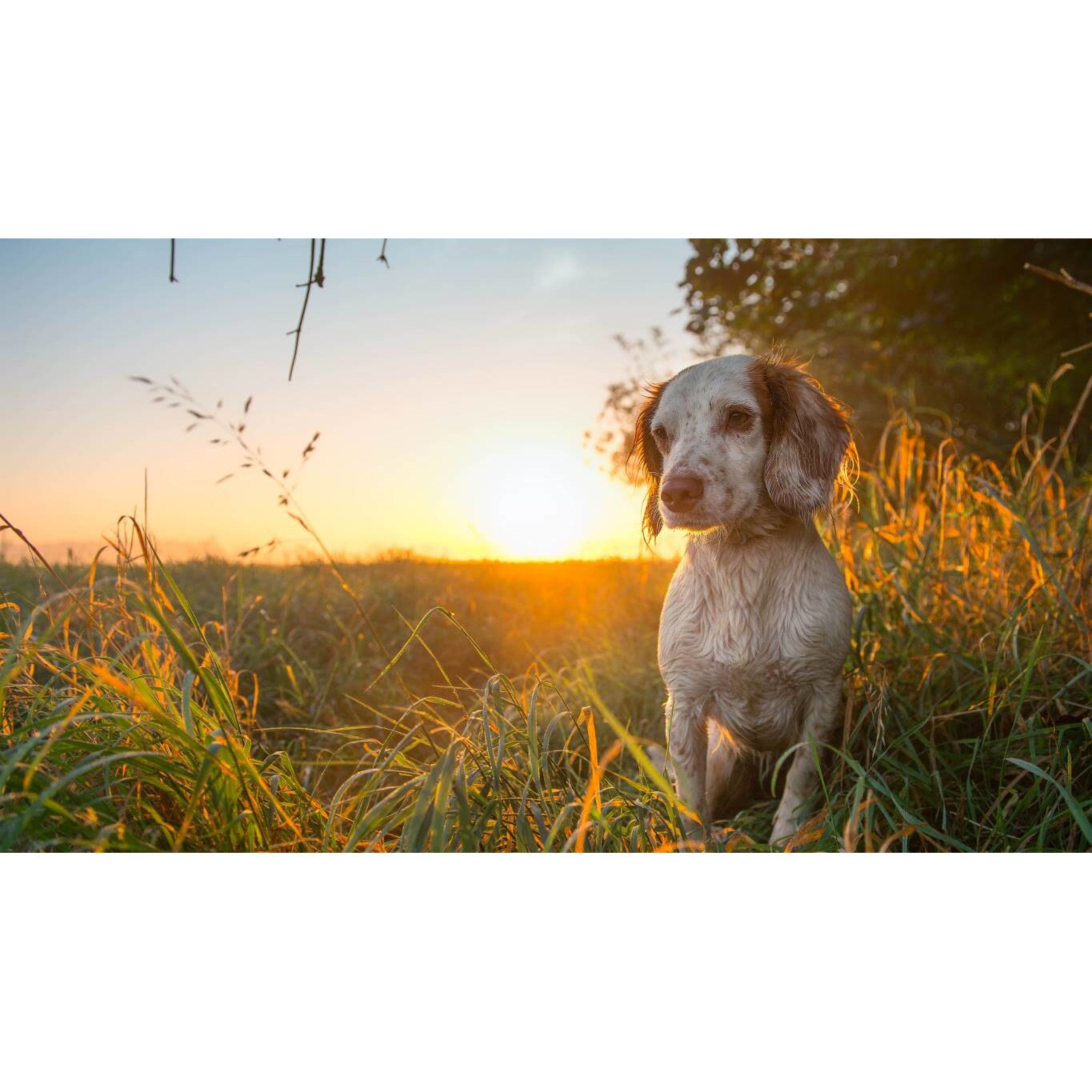 Tablou canvas 75x50 cm, Catei model 11