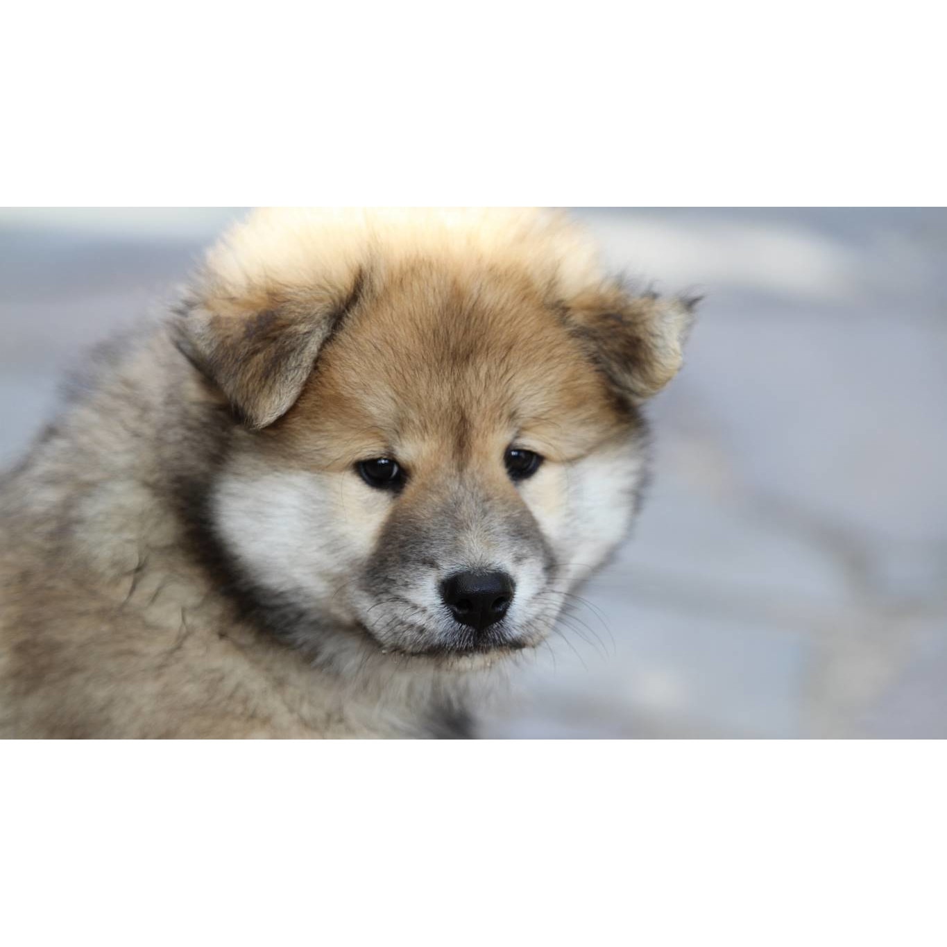 Tablou canvas 90x50 cm, Catei model 29