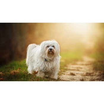 Tablou canvas 75x50 cm, Catei model 33 Tablou canvas 75x50 cm, Catei model 33