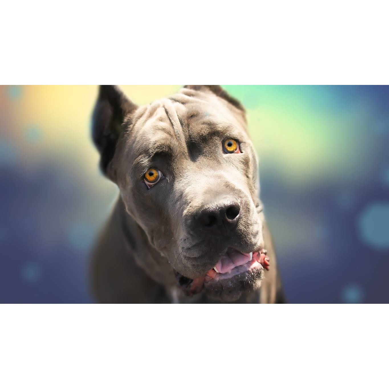 Tablou canvas 75x50 cm, Catei model 70