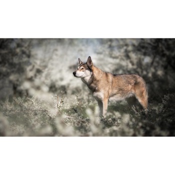 Tablou canvas 75x50 cm, Catei model 23 Tablou canvas 75x50 cm, Catei model 23