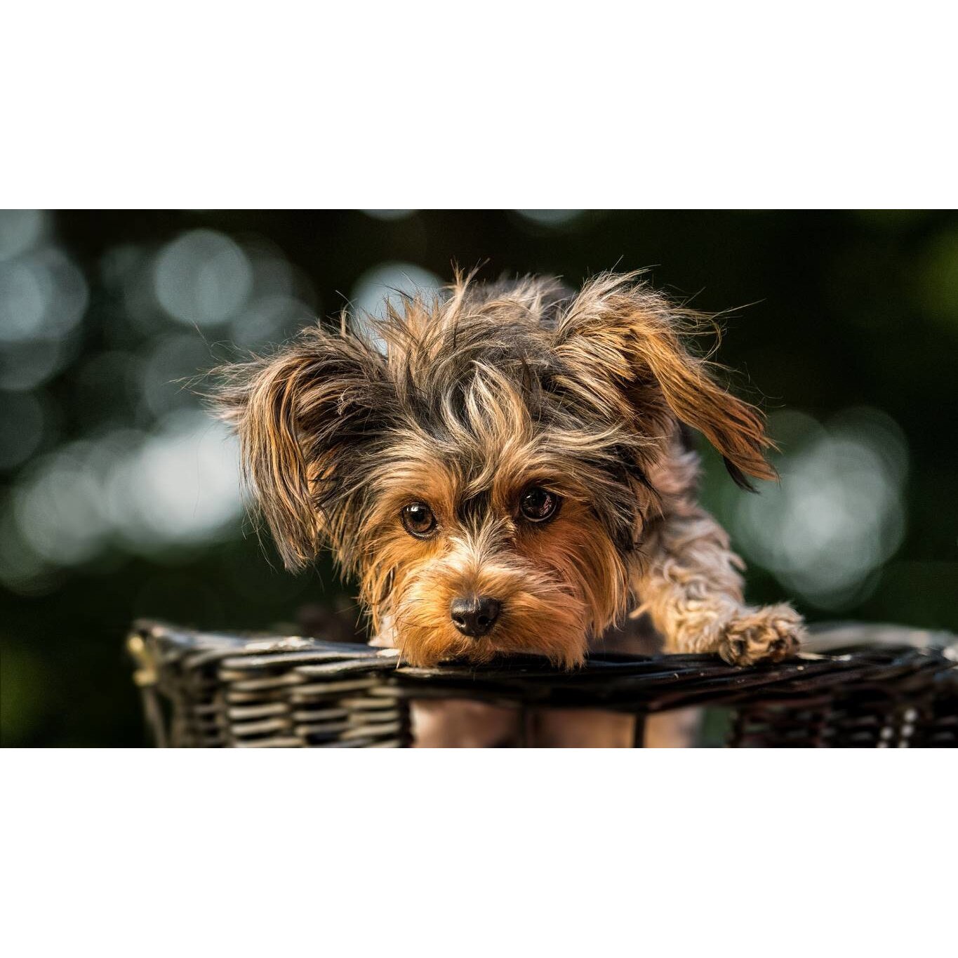 Tablou canvas 90x50 cm, Catei model 72