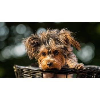Tablou canvas 90x50 cm, Catei model 72 Tablou canvas 90x50 cm, Catei model 72