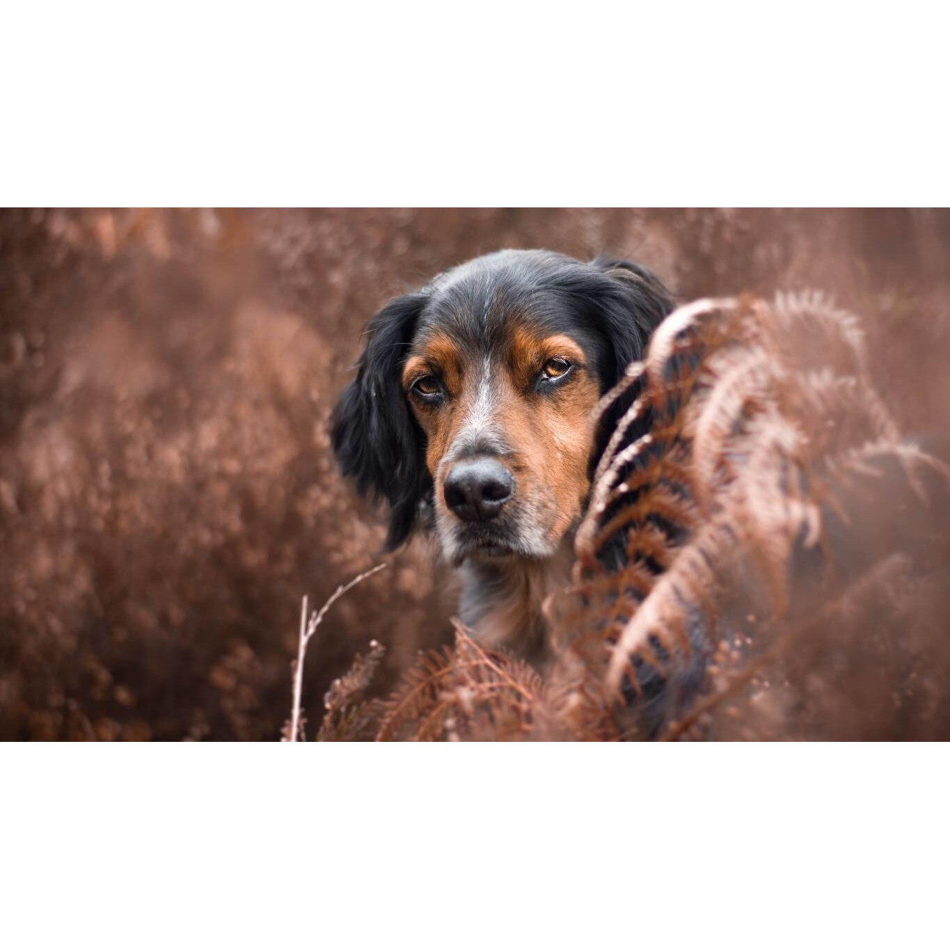 Tablou canvas 90x50 cm, Catei model 31