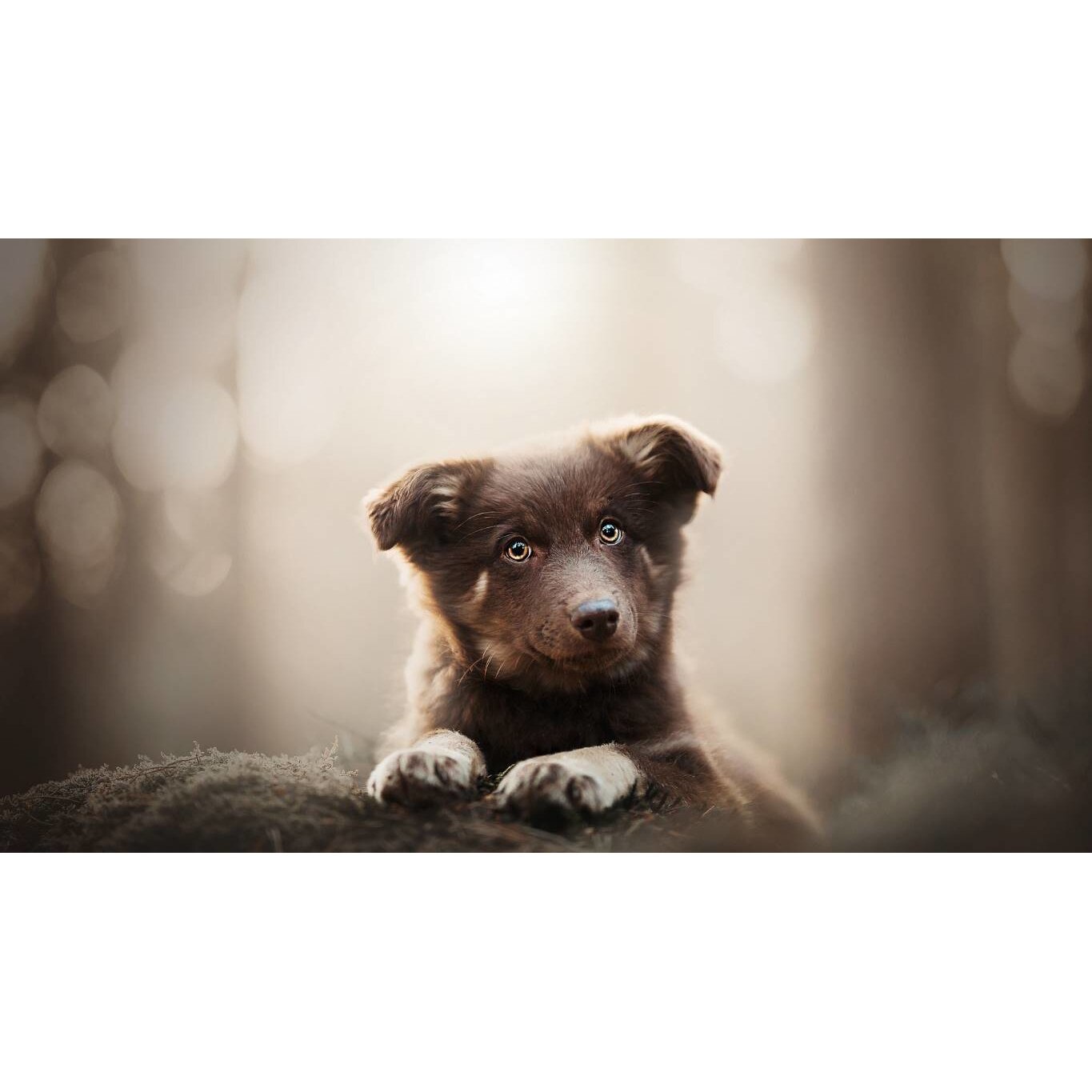 Tablou canvas 90x50 cm, Catei model 77