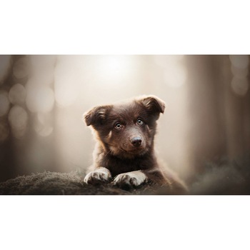 Tablou canvas 75x50 cm, Catei model 77 Tablou canvas 75x50 cm, Catei model 77