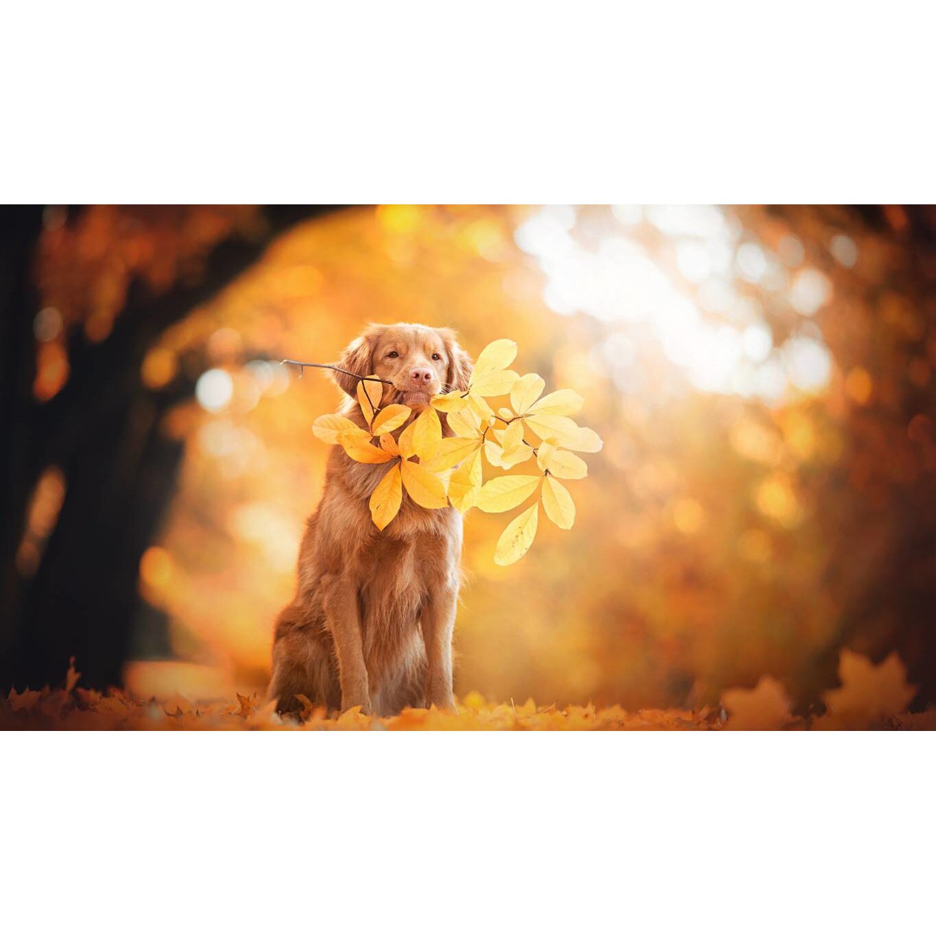 Tablou canvas 75x50 cm, Catei model 30