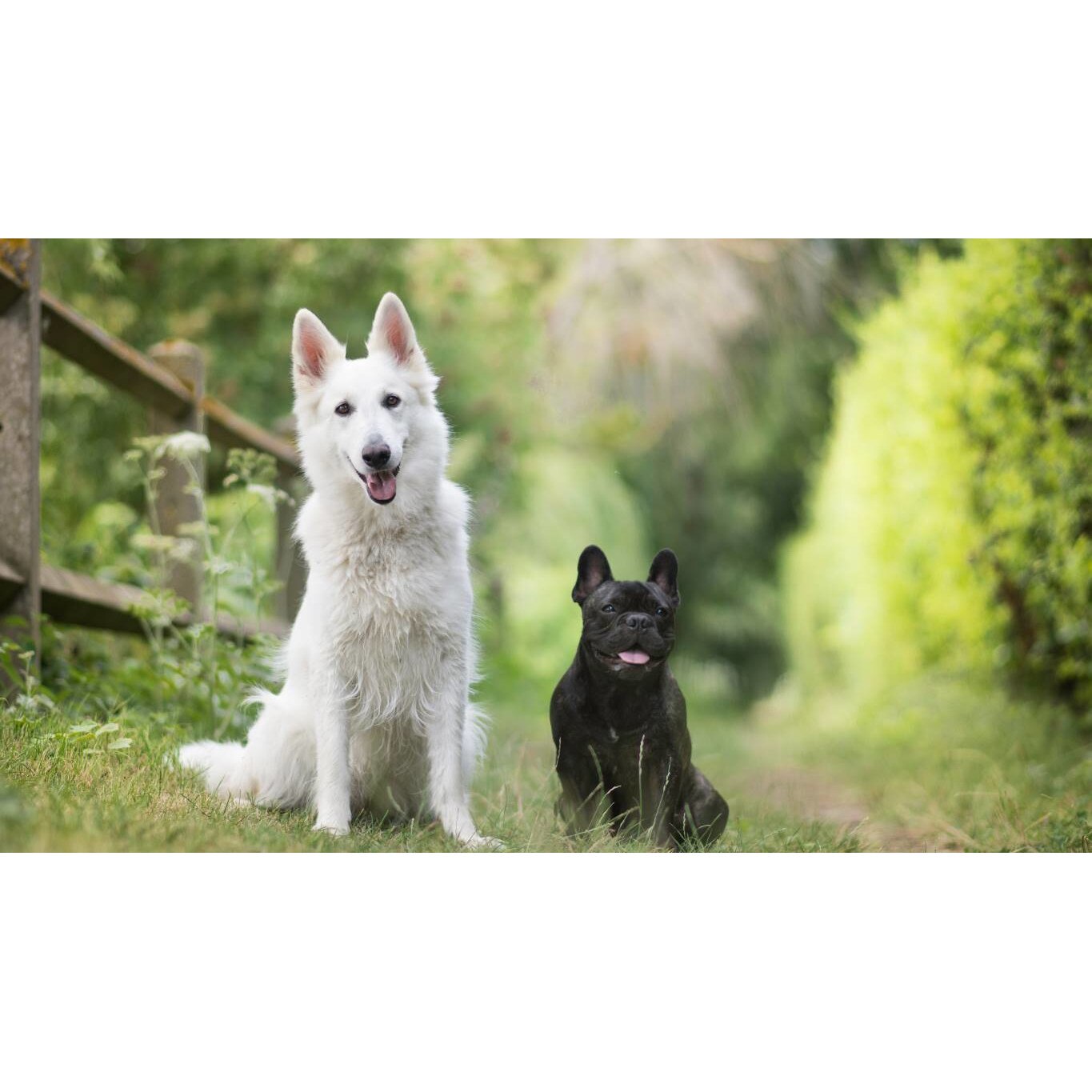 Tablou canvas 75x50 cm, Catei model 64