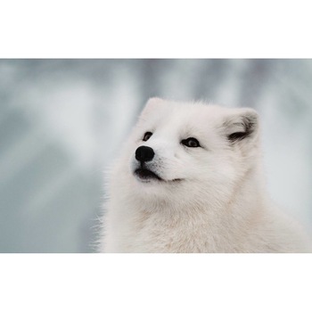 Tablou canvas 50x35 cm, Catei model 93 Tablou canvas 50x35 cm, Catei model 93