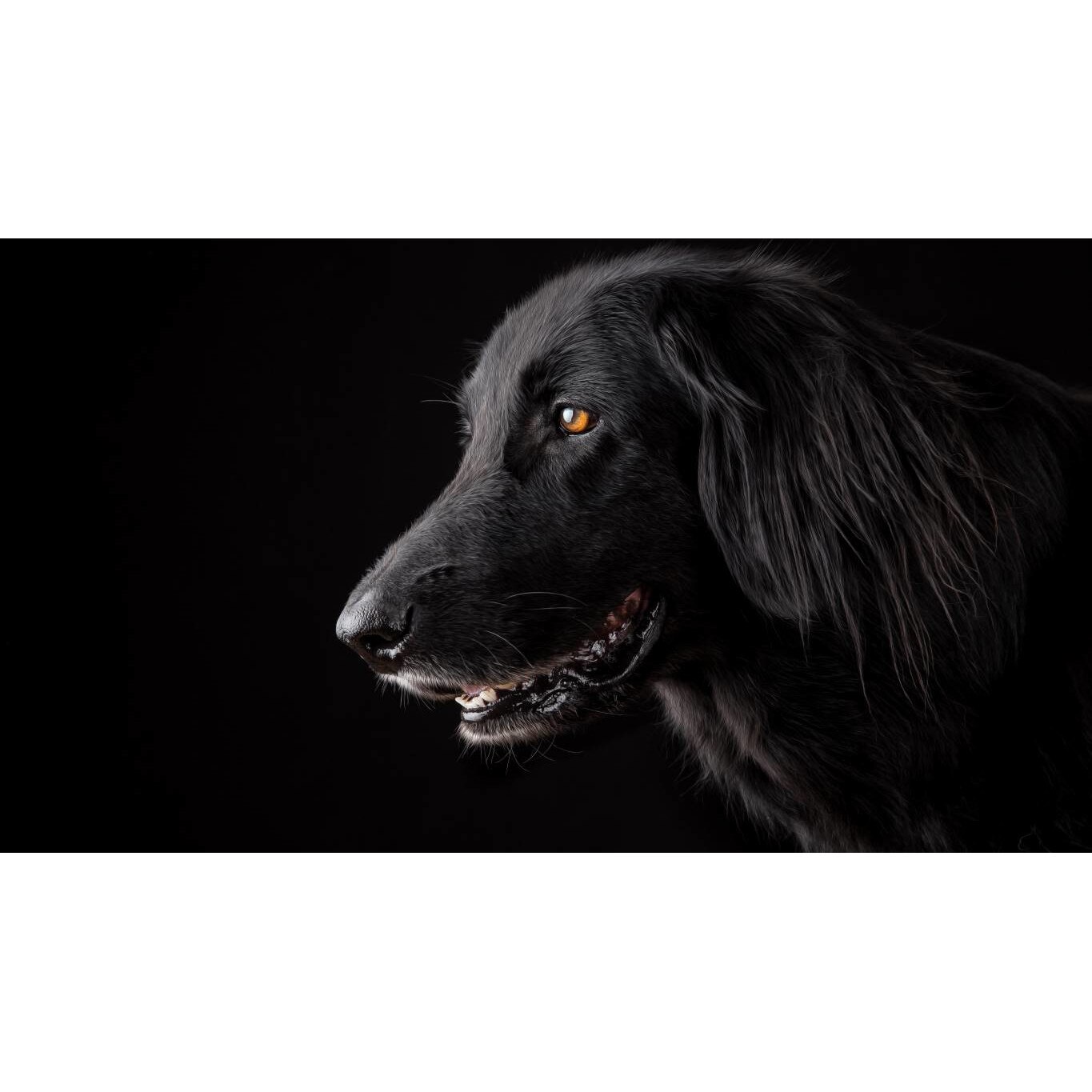 Tablou canvas 75x50 cm, Catei model 62